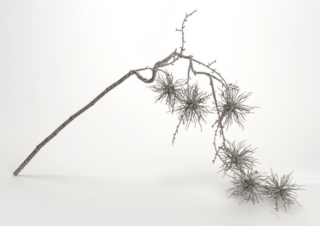 Branche oursin