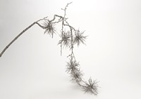 Branche oursin